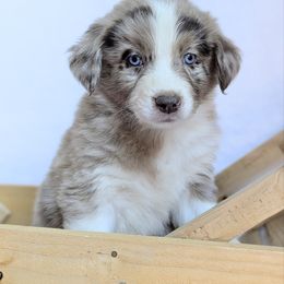 Maverick (Black collar) - Blue merle male Aussiedoodle puppy in Coulee City, Washington from Mr and Mrs Doodle Farm