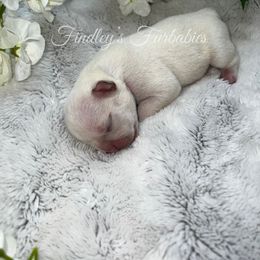 Girl 3 - French Bulldog puppy in Minco, Oklahoma from Findley’s Furbabies