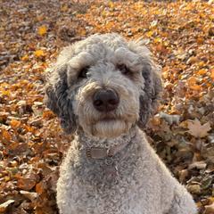 Moka - Labradoodle