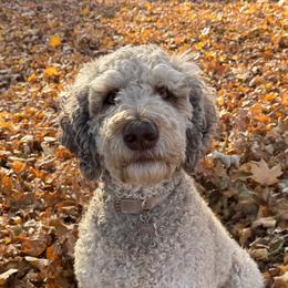 Moka - Labradoodle
