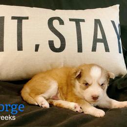 George - Red and white male Pomsky puppy in Winston, Oregon from Arctic Tails Spitz