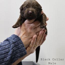 Kodiak - Black Collar - Chocolate male Labrador Retriever puppy in Boyd, Minnesota from Lindley Labradors