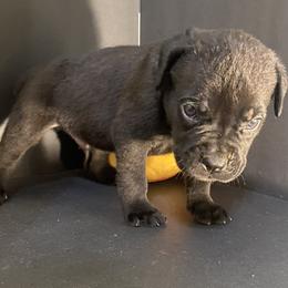 Brown Collar - Black male Cane Corso puppy in Atlanta, Georgia from Brandy Horne