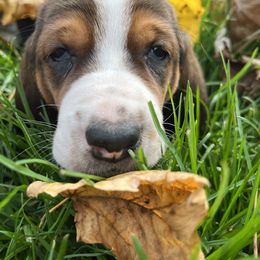 Basset Hound Puppies from Brookside Bassets