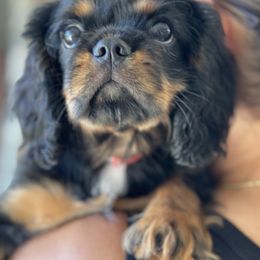 Cavalier King Charles Spaniel Puppies from Aim High Kings Charles Cavaliers