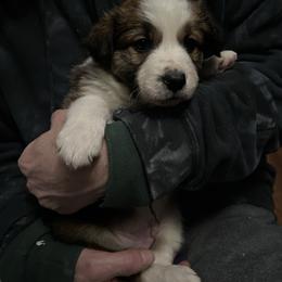 Trap - Sable male Border Collie puppy in Memphis, New York from Dual Traxx Border Collies