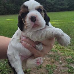 Reign - Sable and white female Cocker Spaniel puppy in Florence, South Carolina from Reddick's American Cocker Spaniels