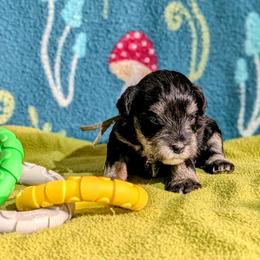Grey collar - Black and silver female Miniature Schnauzer puppy in Brownwood, Texas from Texas Dreams Mini Schnauzers