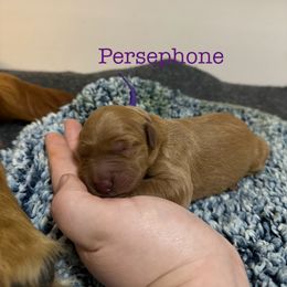 Persephone - Dark golden female Golden Retriever puppy in Jacksonville, Florida from River City Goldens