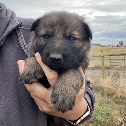 Lucky - Sable male German Shepherd puppy in Missoula, Montana from Spartan German Shepherds
