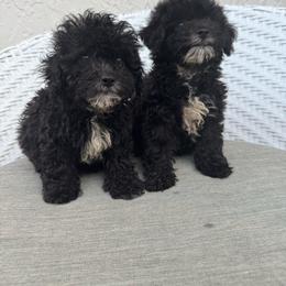 Goldendoodle puppies from Daviegoldendoodles