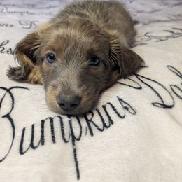 Puppy 2 - Blue and tan male Dachshund puppy in Columbus, Ohio from Bumpkins Dachshunds