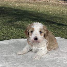 Aspen - Yellow and white female Bernedoodle puppy in Lincoln, Nebraska from GRand Doodles
