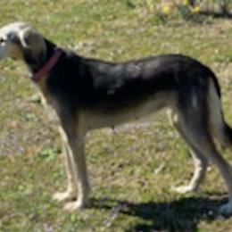 Salukis from Albion