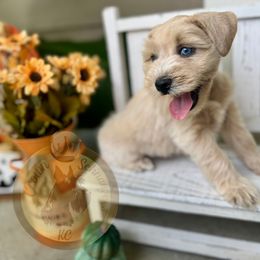 Miniature Schnauzer Puppies from Crown Schnauzers KC