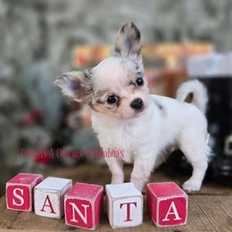 Spook 4000 - Merle male Chihuahua puppy in Piqua, Kansas from Cute As A Cupcake Chihuahuas