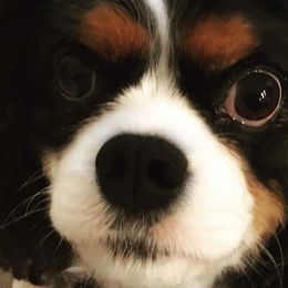 Cavalier King Charles Spaniels from Napier Cavaliers