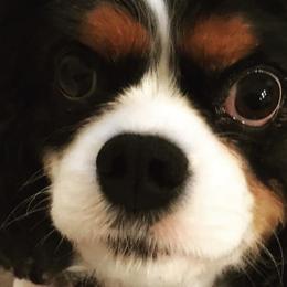 Cavalier King Charles Spaniels from Napier Cavaliers