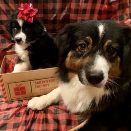 Australian Shepherd and Collie Puppies from Nicara kennel