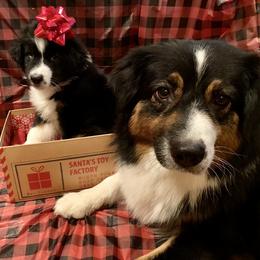 Australian Shepherd and Collie Puppies from Nicara kennel