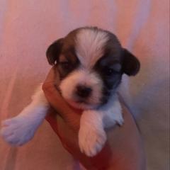 White collar - Liver and white female Shorkie puppy in Staten Island, New York from Sensational Shorkies
