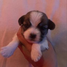 White collar - Liver and white female Shorkie puppy in Staten Island, New York from Sensational Shorkies