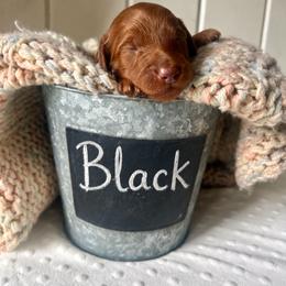 Black - Red  male Goldendoodle puppy in Grand Blanc, Michigan from Perry Farm Doodles