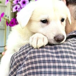Xena - White female German Shepherd puppy in Perkasie, Pennsylvania from Twila Ruth Herot