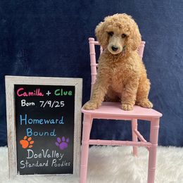 Aqua Collar - Apricot female Poodle puppy in Athol, Massachusetts from DoeValley Standard Poodles