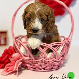 Green Bean - Apricot male Goldendoodle puppy in Spokane Valley, Washington from Mini Golden doodle Inland Northwest