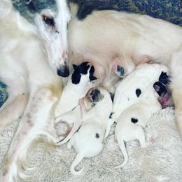 Borzoi Puppies from Ivanhoe Borzoi