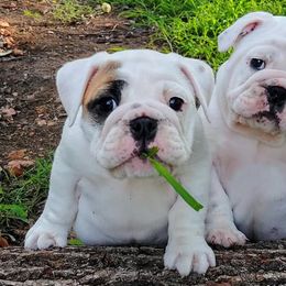Bulldogs from Farleys Fabulous Fur Bullies
