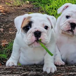 Bulldogs from Farleys Fabulous Fur Bullies