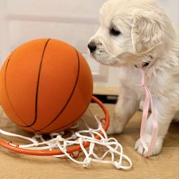 Pastel Pink - Light golden female Golden Retriever puppy in Brewster, Washington from AB & Co. Goldens