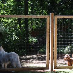 Berger Blanc Suisse Puppies from Apex Winters Wind