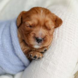 Cavalier King Charles Spaniel Puppies from Sweet Southern Cavaliers
