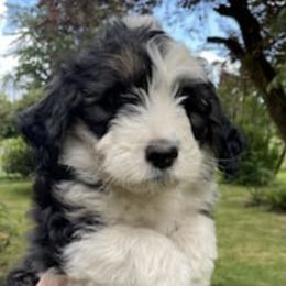 Sheepadoodles from Òlde Grace Farm