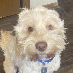 Tom - Australian Cobberdog