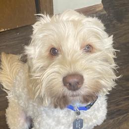 Tom - Australian Cobberdog
