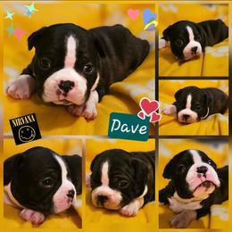 DAVE-Boy 3-Reserved - Red male Boston Terrier puppy in South Of Boston, Massachusetts from Boston Collections