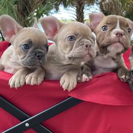 French Bulldogs from VP Kennels