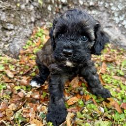 Lottie Moon - Sable female Cockapoo puppy in Tallahassee, Florida from Panhandle Pups