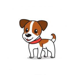 SOLD - Brown and white male Jack Russell Terrier puppy in Menifee, California from Wendover Terriers