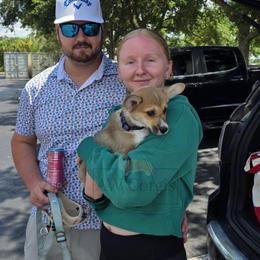 Pembroke Welsh Corgi Puppies from AW Corgis