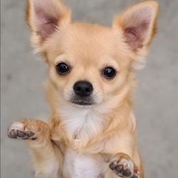 Cosmo - Fawn and white male Chihuahua puppy in Monterey County, California from Dei’s Chihuahuas