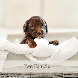 Twix - Chocolate female Goldendoodle puppy in Punta Gorda, Florida from Transformation Acres Goldendoodle