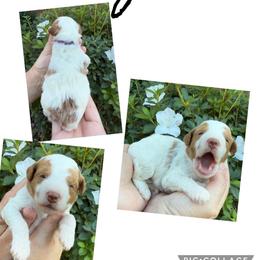 Skylar - Parti female Goldendoodle puppy in Chattanooga, Tennessee from Scenic City Doodles