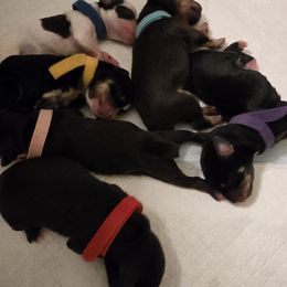 Miniature Schnauzer puppies from The Blue Eyed Schnauzer