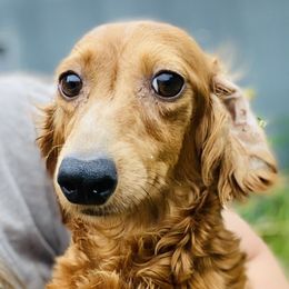 Penny - Dachshund