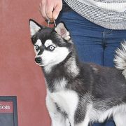 Jalapeno - Alaskan Klee Kai